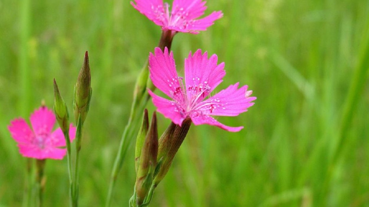 Гвоздика Амурская (Dianthus amurensis)