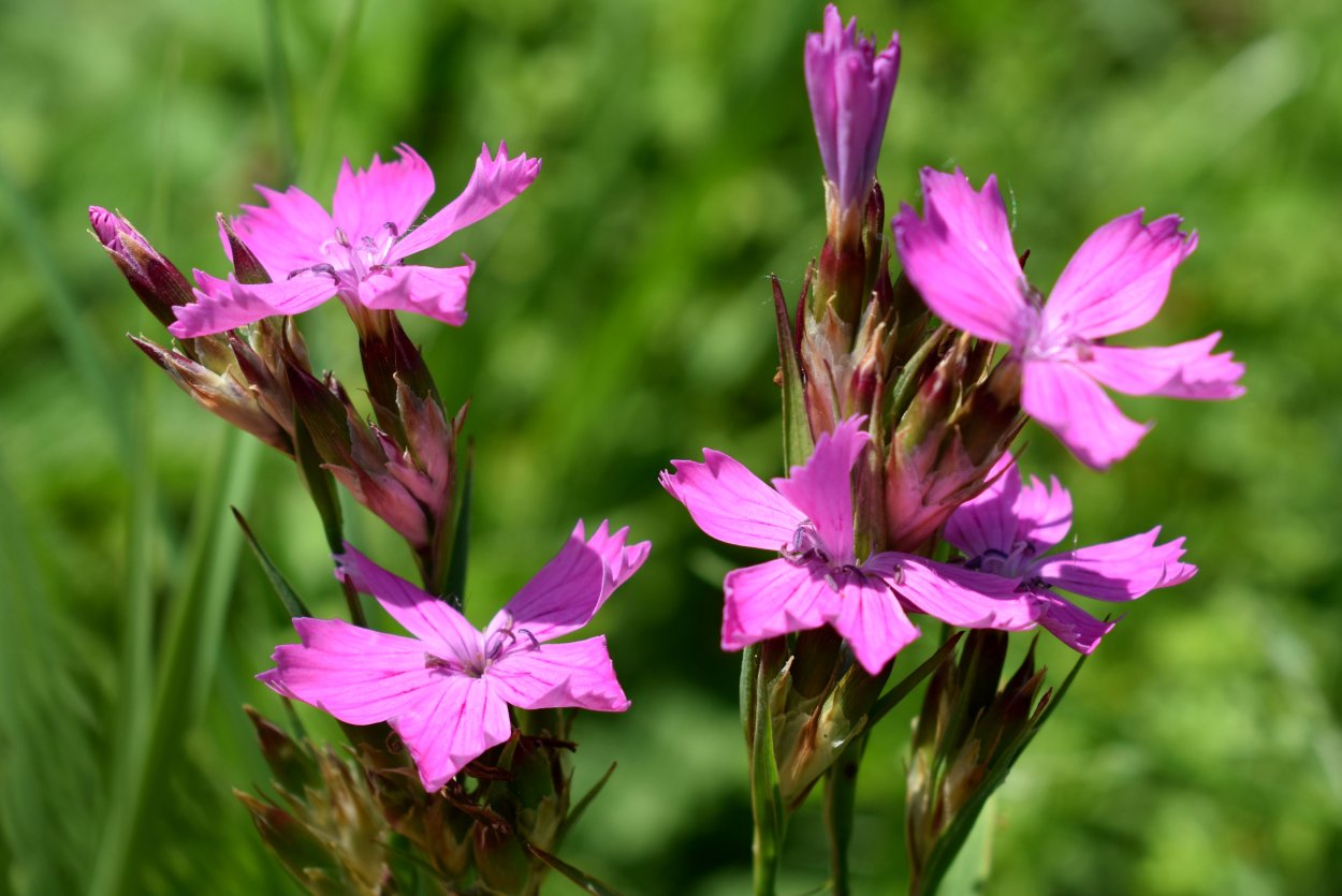 Dianthus pratensis