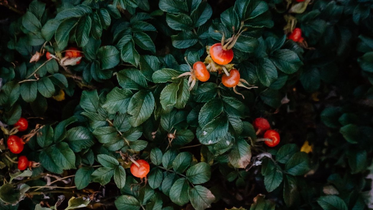 Стрептосолен. Streptosolen_jamesonii_Marmalade_Bush