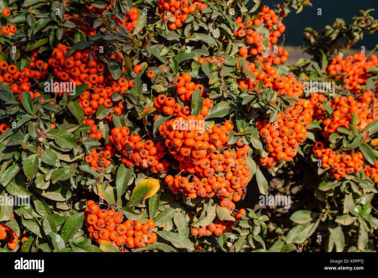Стрептосолен. Streptosolen_jamesonii_Marmalade_Bush