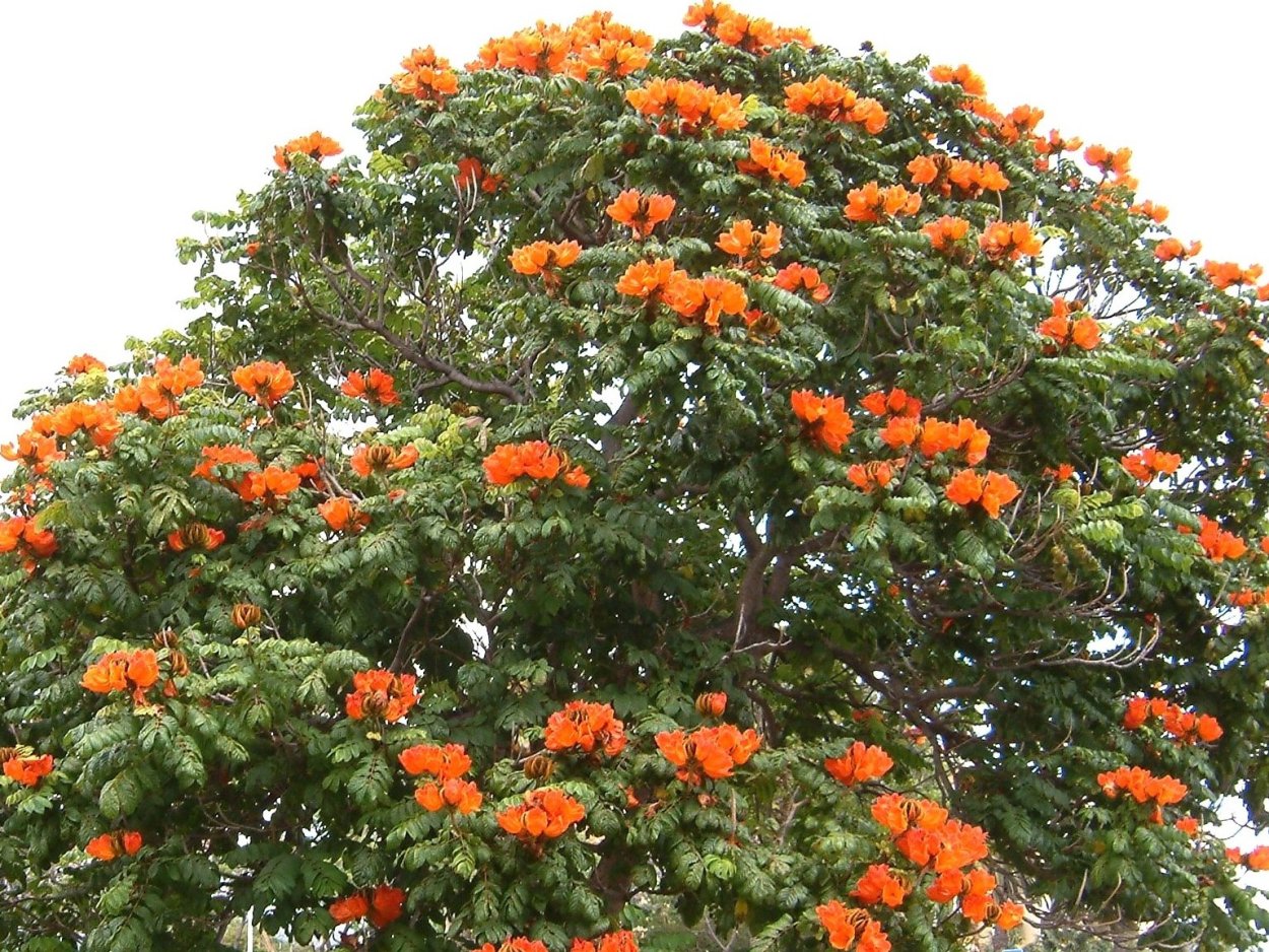 Лиана оранж
