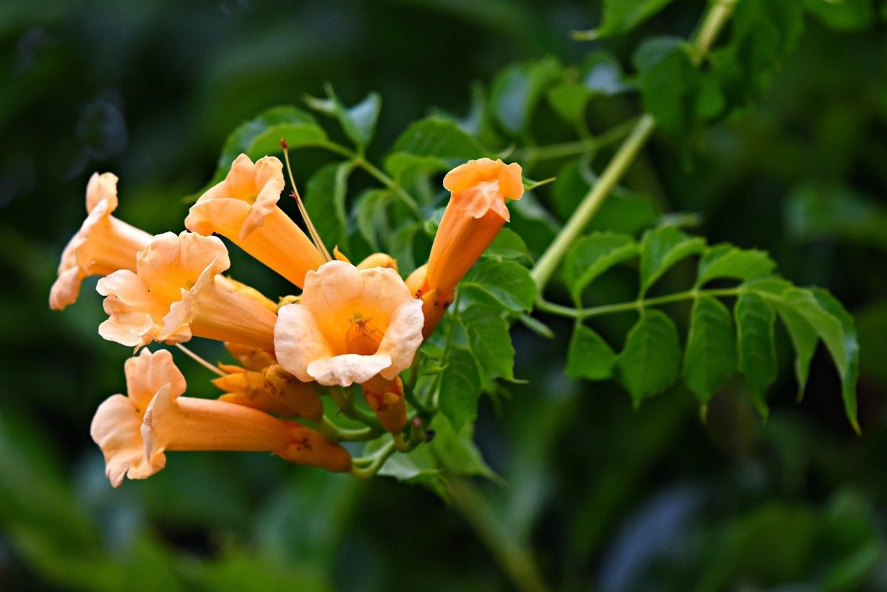 Рододендрон Tortoiseshell Orange