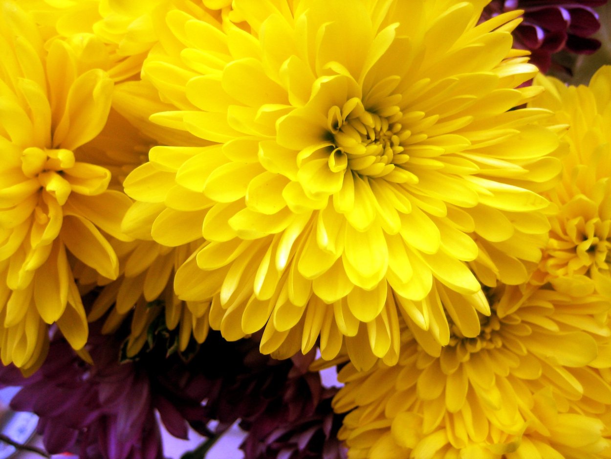 Хризантема Chrysanthemum