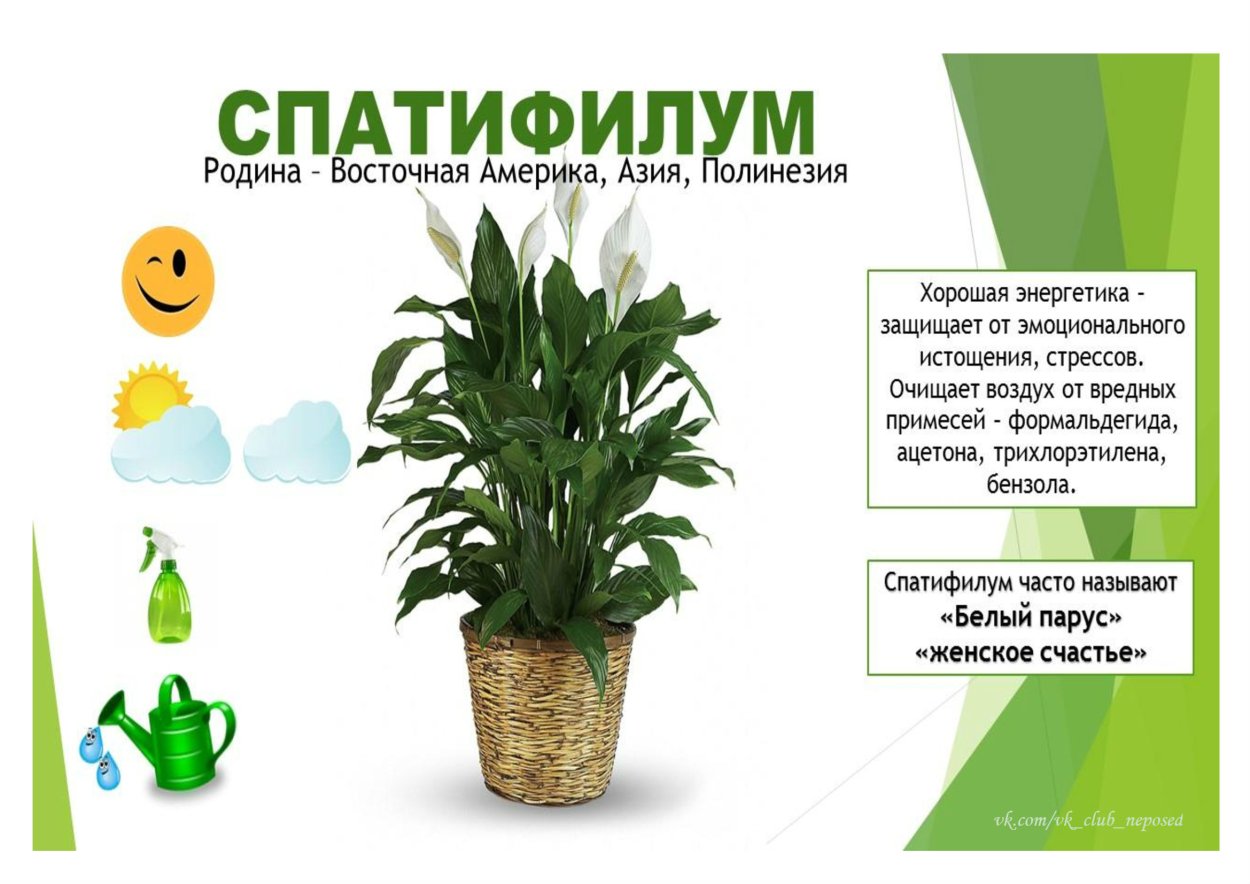 Горшечные растения