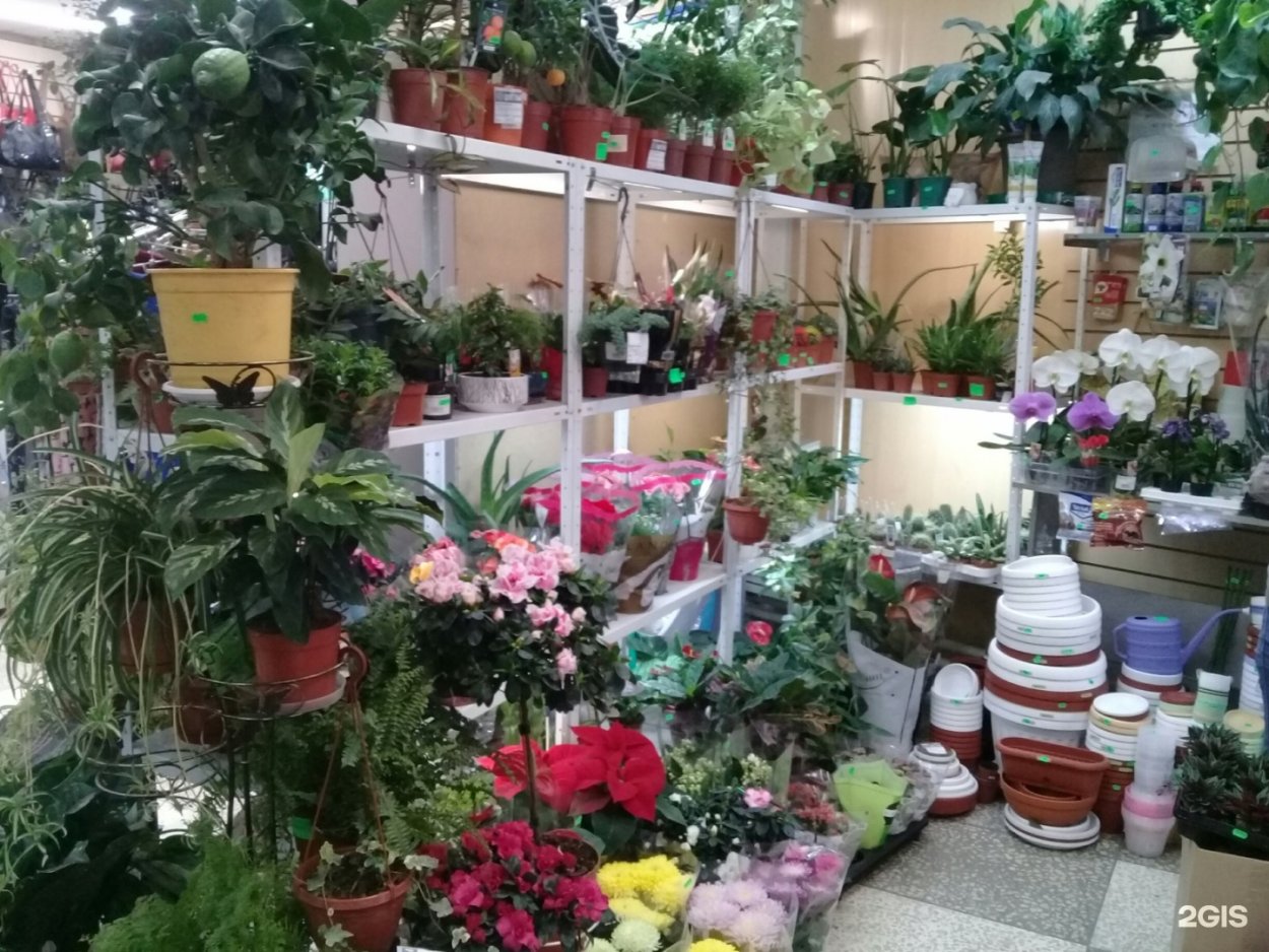 Комнатные растения панорама