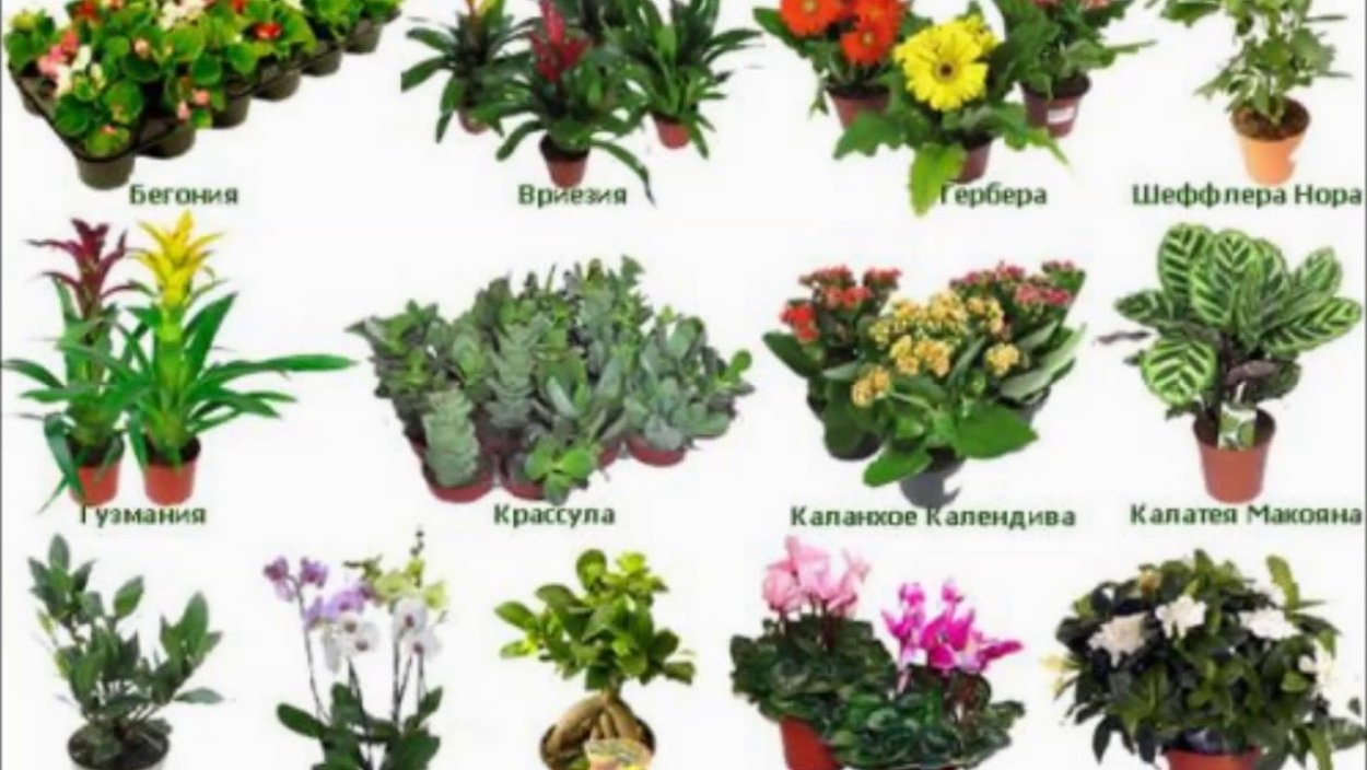 Комнатное цветоводство