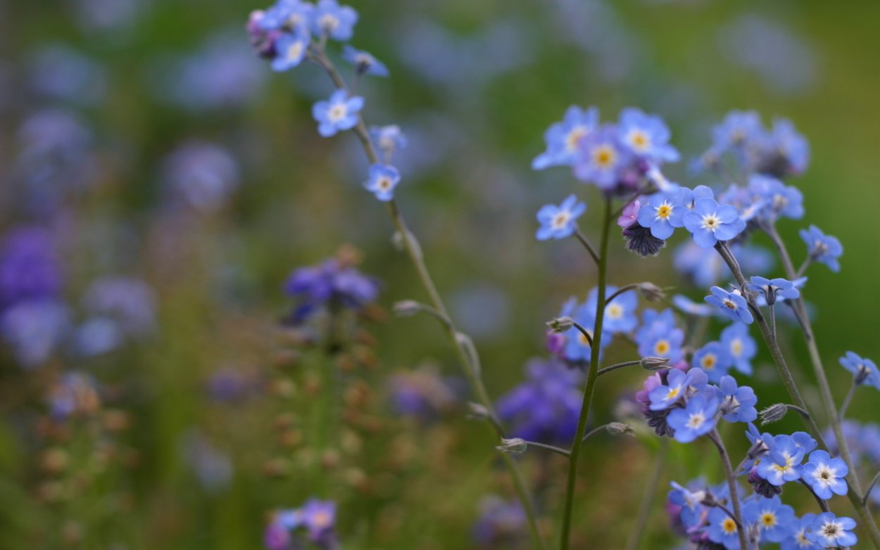 Синие луговые цветы