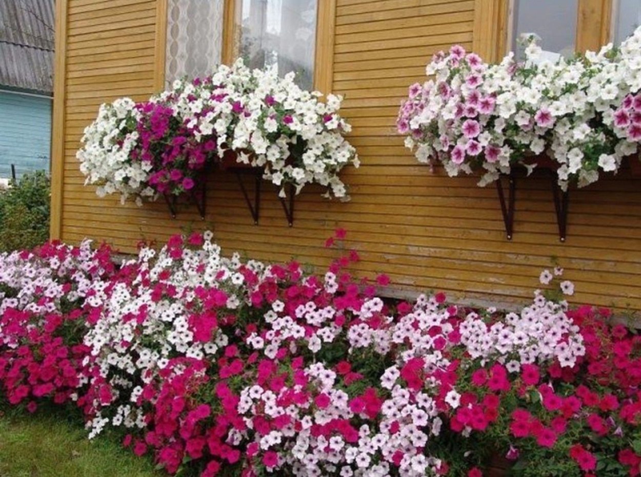 Калибрахоа фуксия