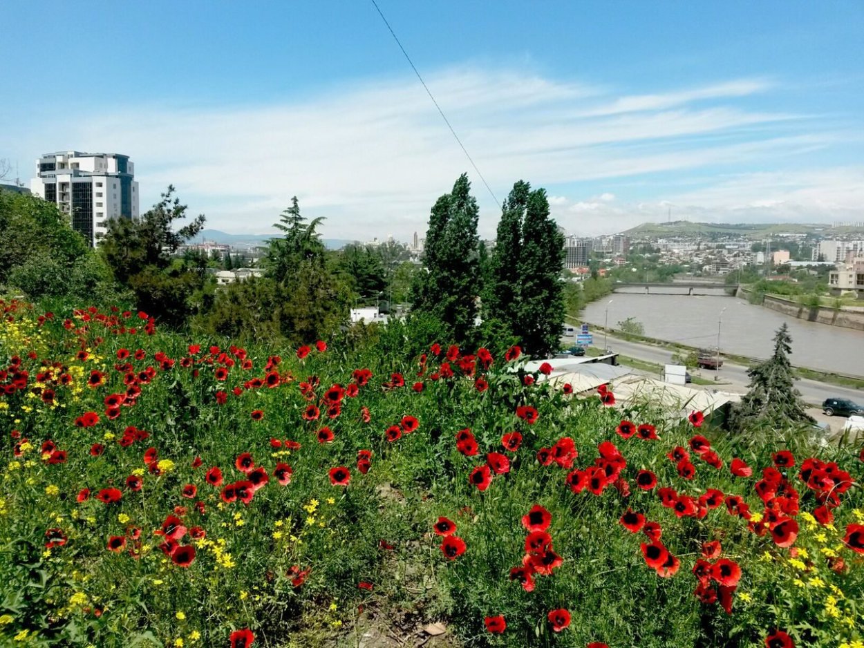 Флора Тбилиси