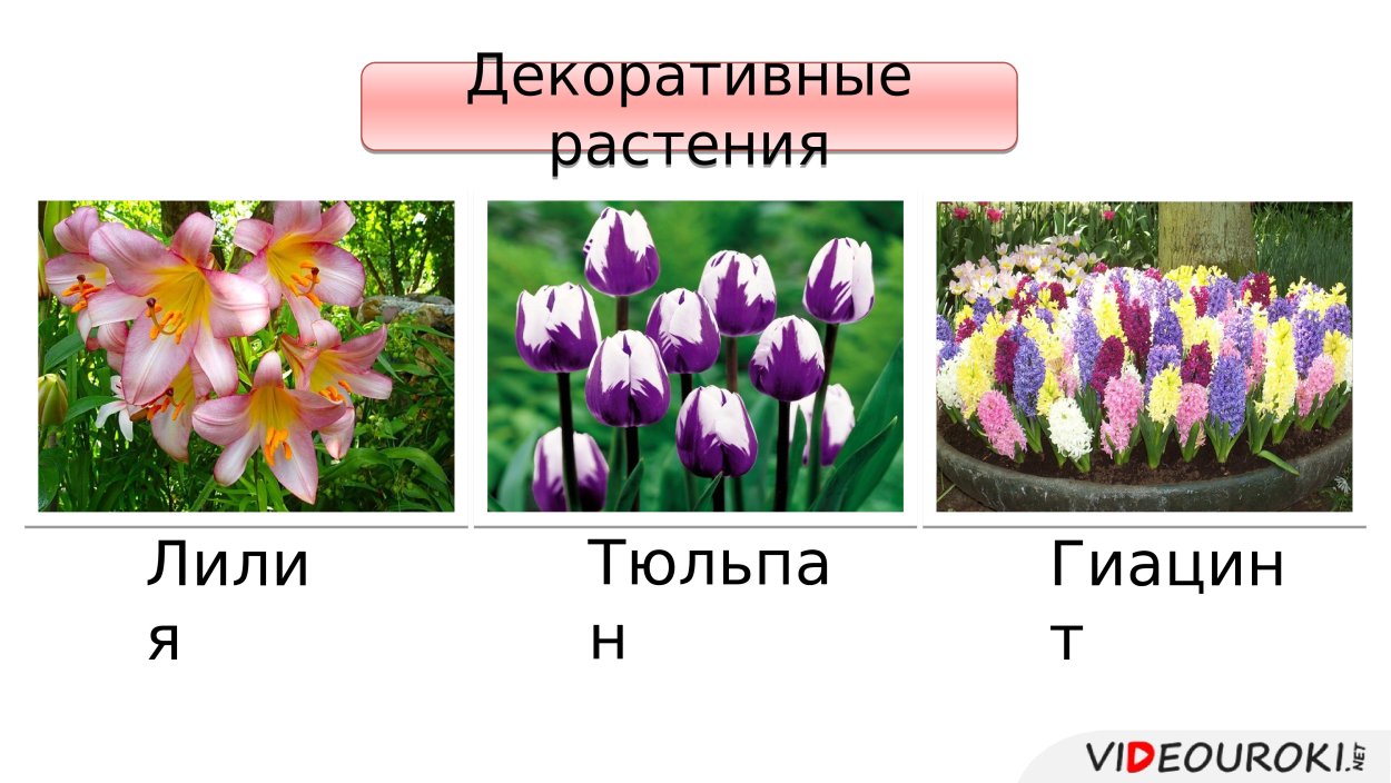 Лилия семейство Лилейные класса Однодольные