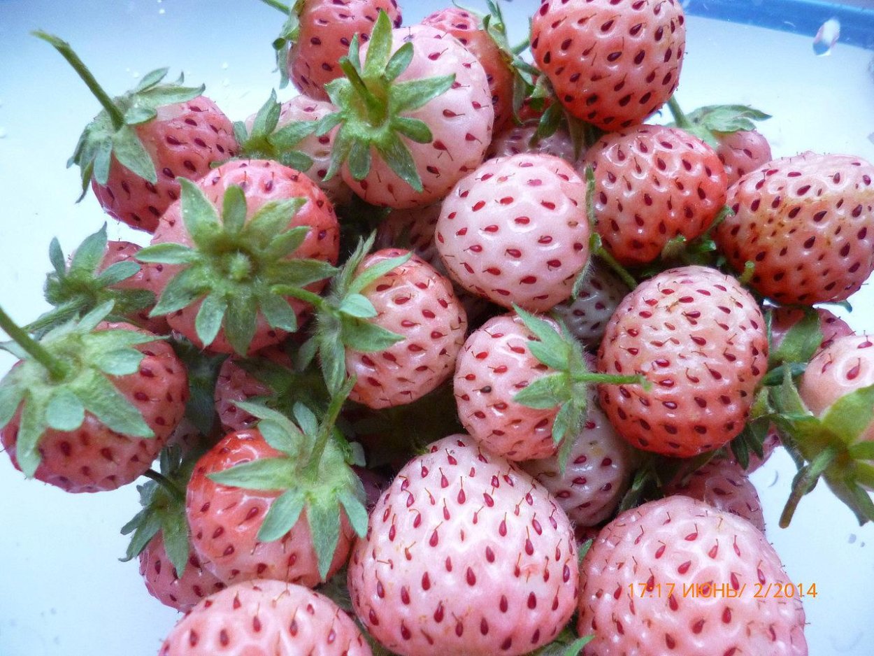 Розовая клубника сорта