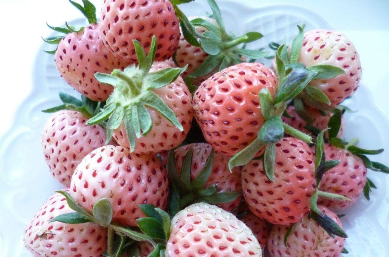Клубника чаровница