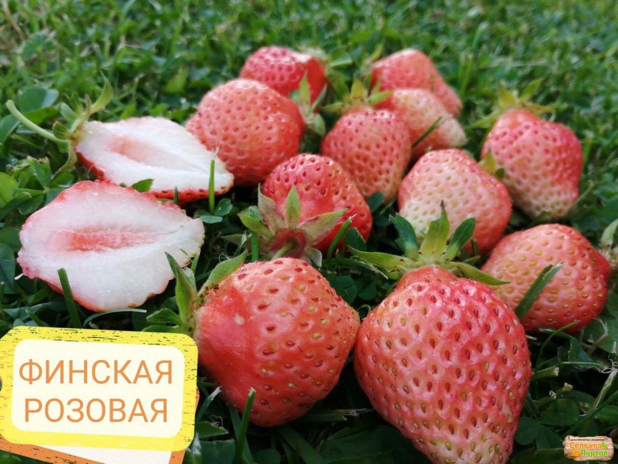 Клубника финская розовая Ананасная