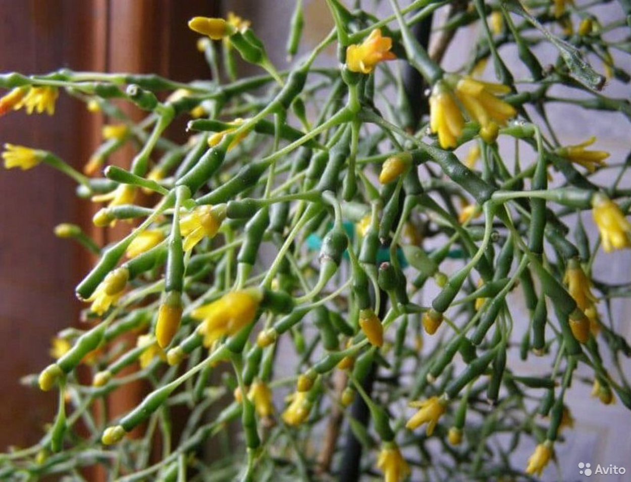 Platycerium alcicorne