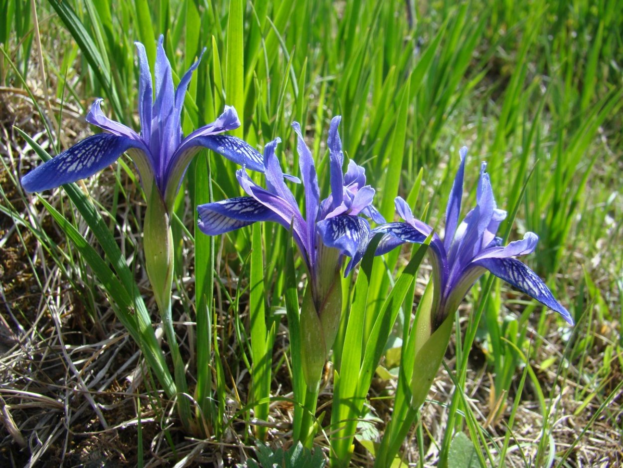 Цветы Кукушкины слезки Лесные