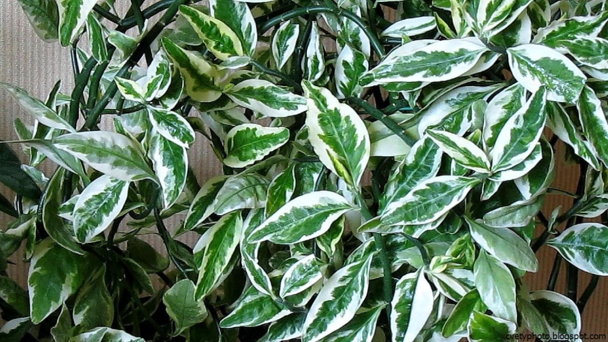 Замиокулькас Замифолия