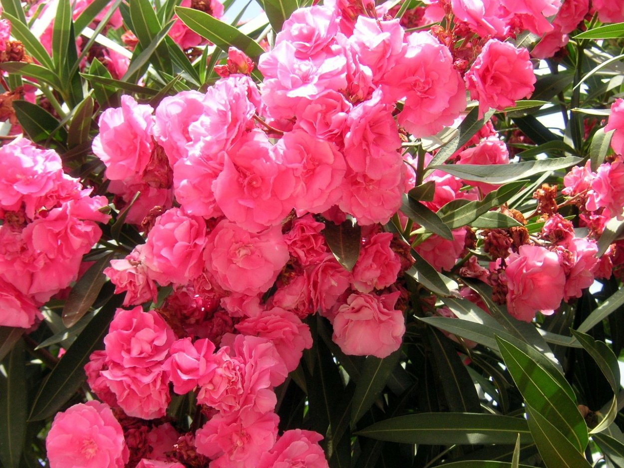 Олеандр обыкновенный (Nerium Oleander);