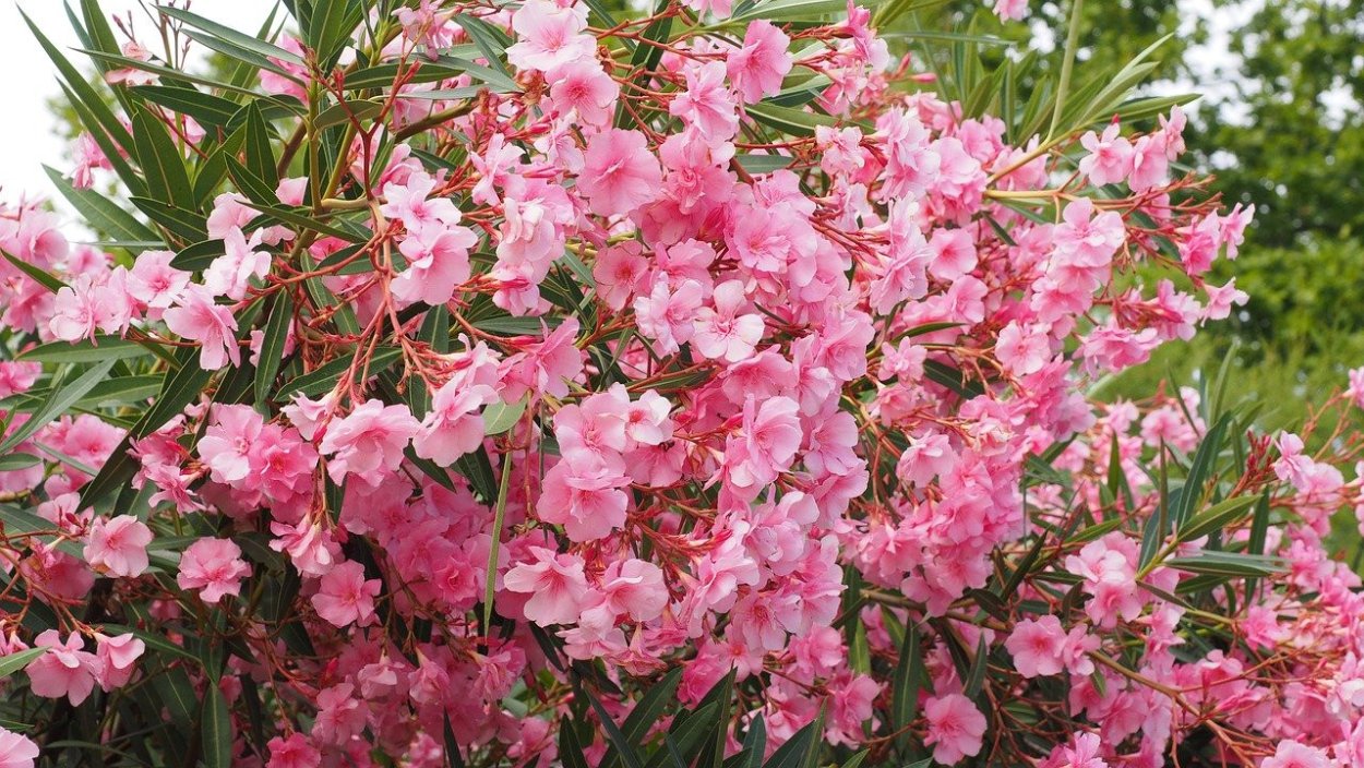 Олеандр (Nerium Oleander)