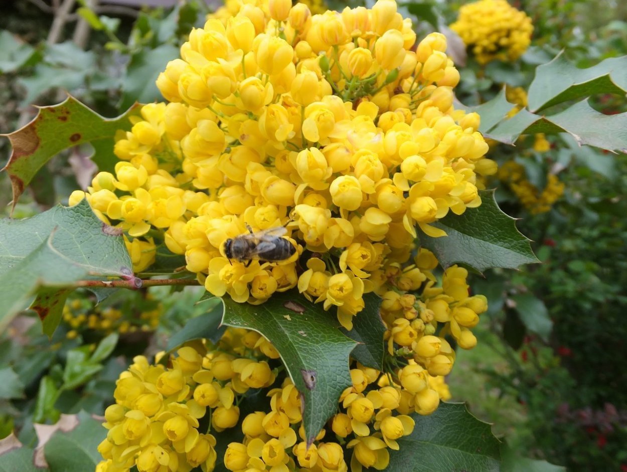 Магония кустарник