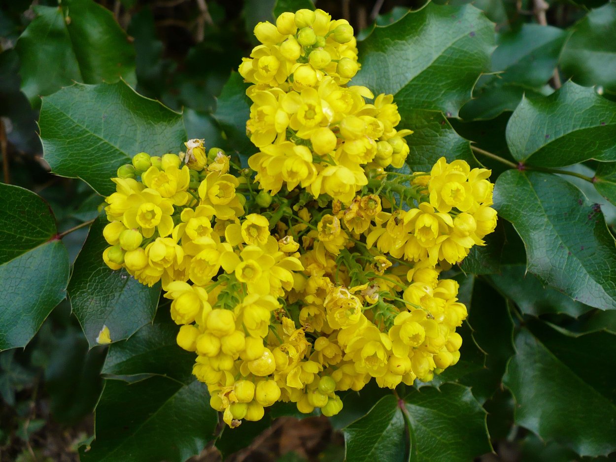 Магония Mahonia aquifolium