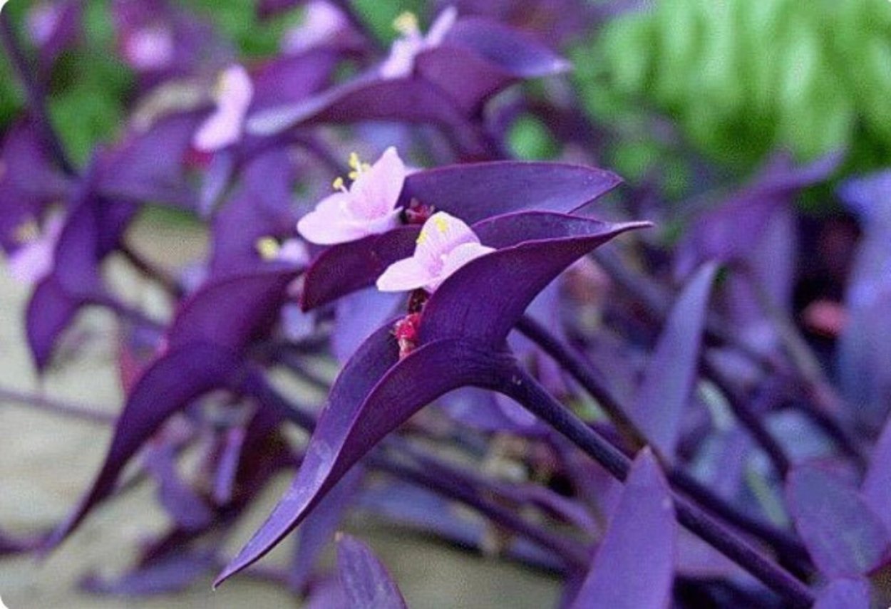 Традесканция пурпурное сердце цветок