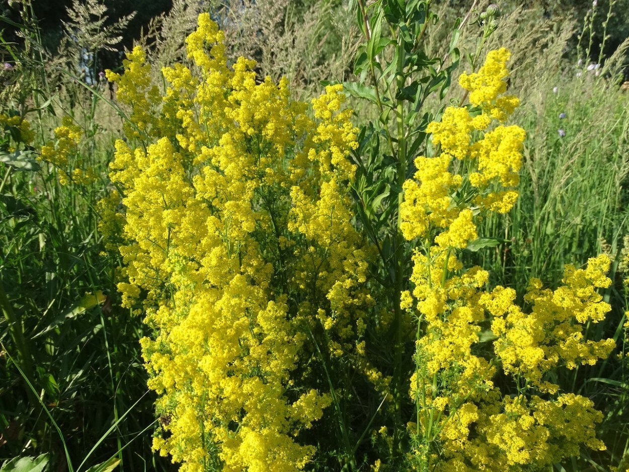 Подмаренник настоящий лечебные