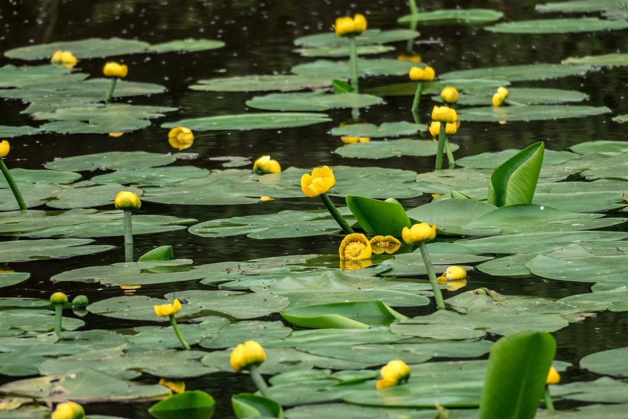 Nuphar lutea