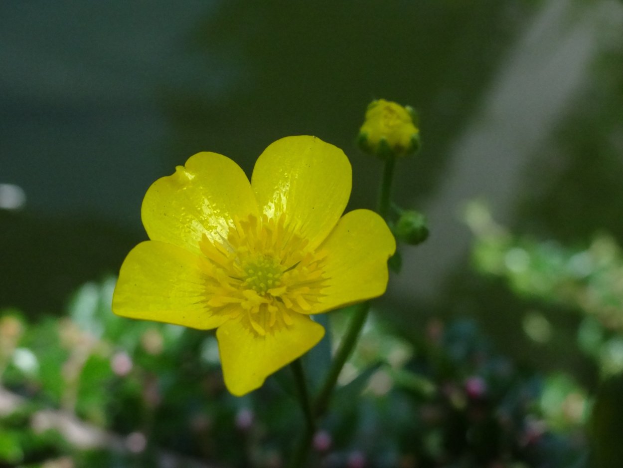 На болоте цветы желтые