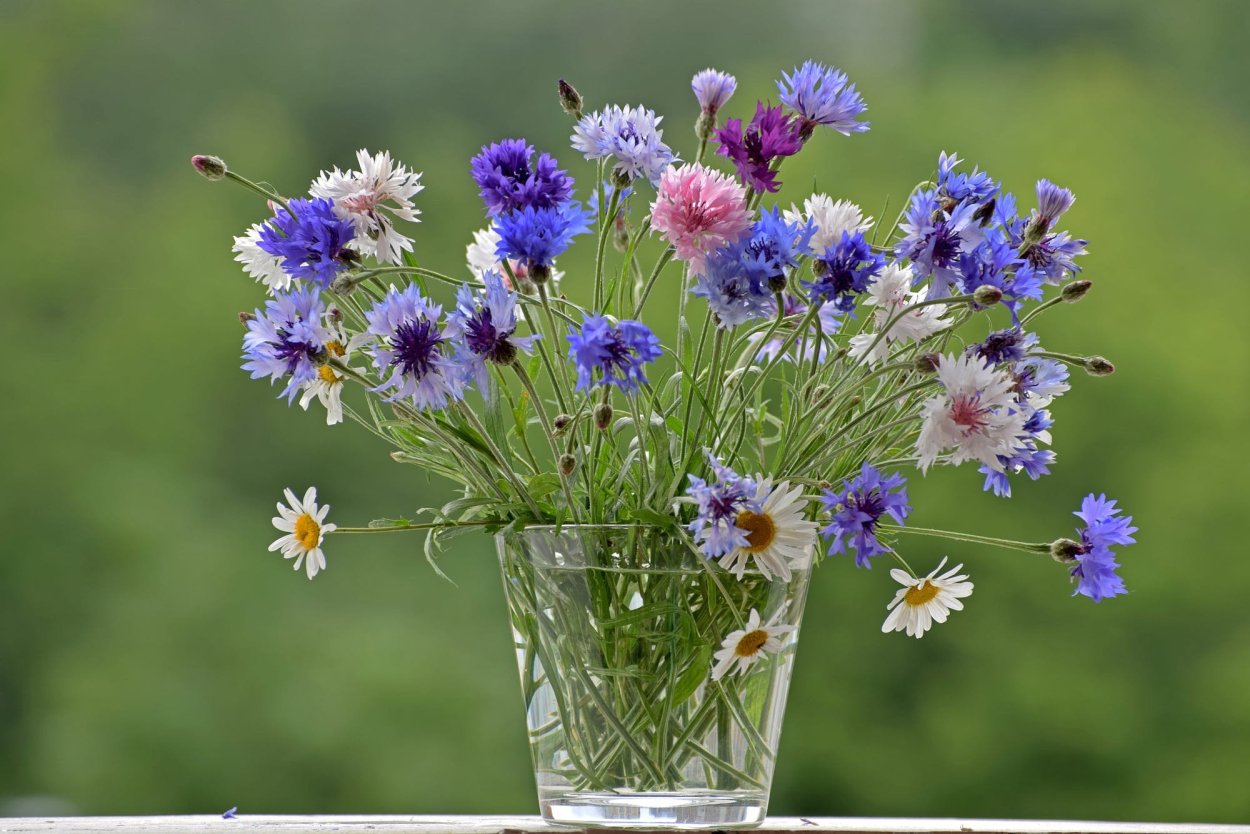 Василек синий (Centaurea cyanus)