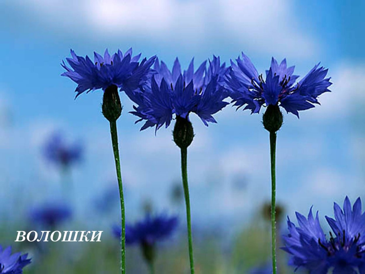 Полевые цветы васильки и ромашки