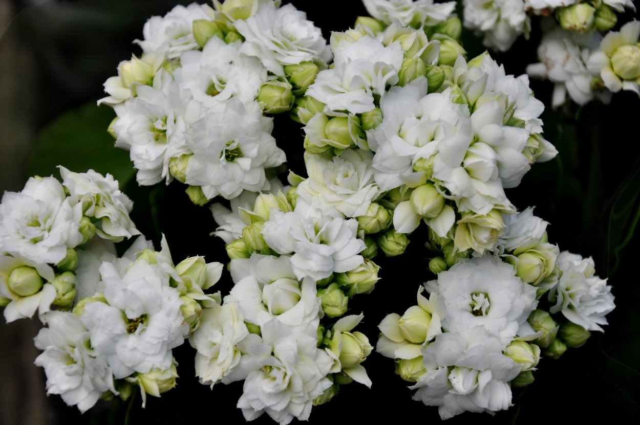 Каланхоэ крупноцветковое (Kalanchoe grandiflora)