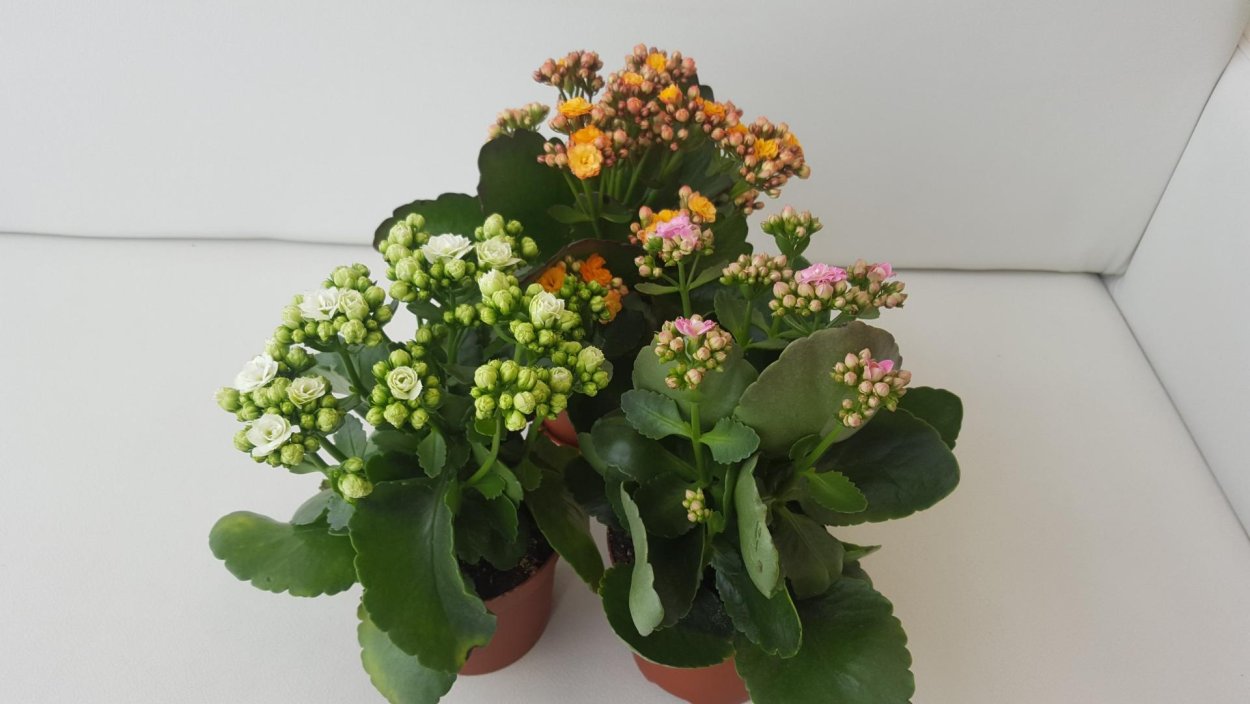 Kalanchoe blossfeldiana
