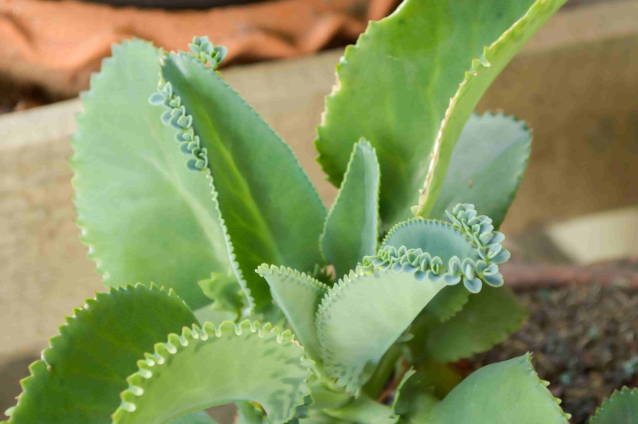 Листья каланхоэ. Mother-of-Thousands Plant - Khaleesi Plant- Kalanchoe - easy to grow! - 4.5