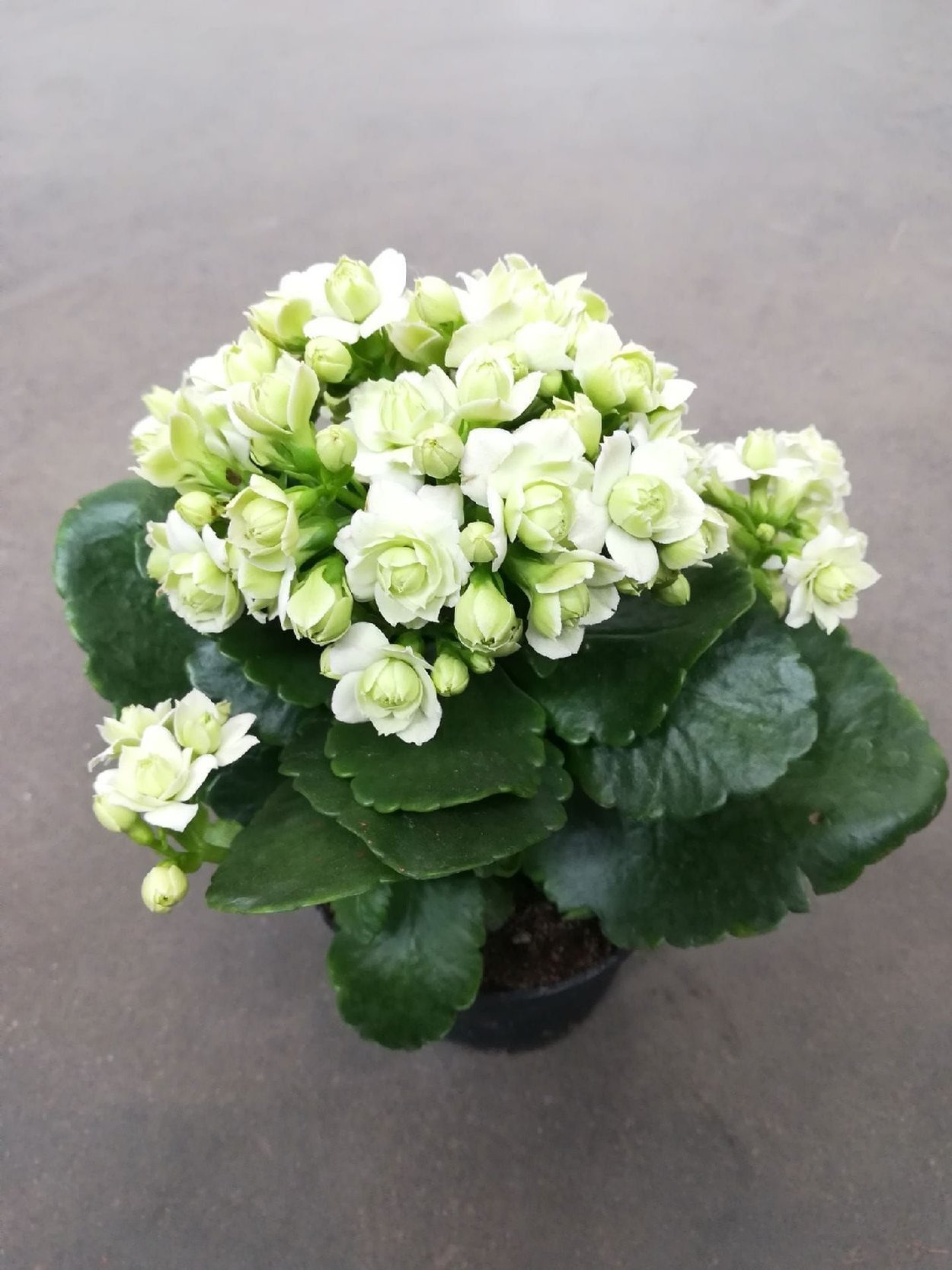 Kalanchoe blossfeldiana