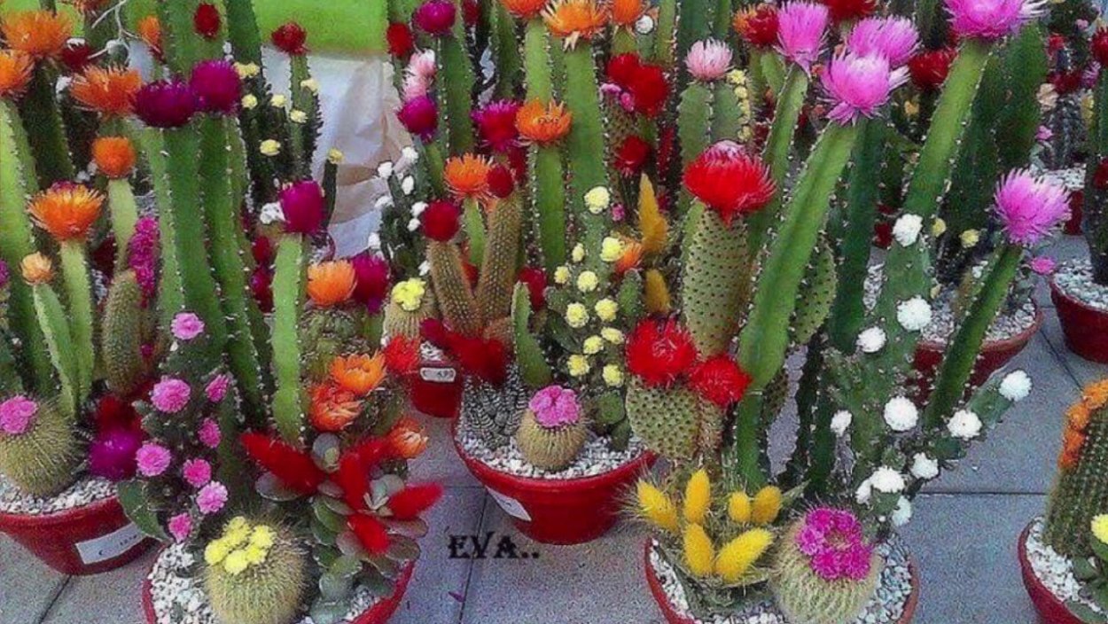 Echinocereus adustus SB 72