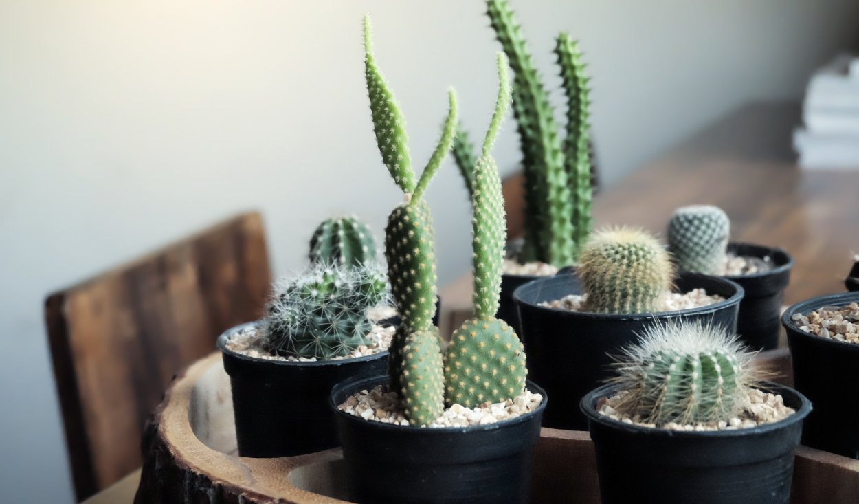 Маммиллярия Блоссфельда Mammillaria blossfeldiana