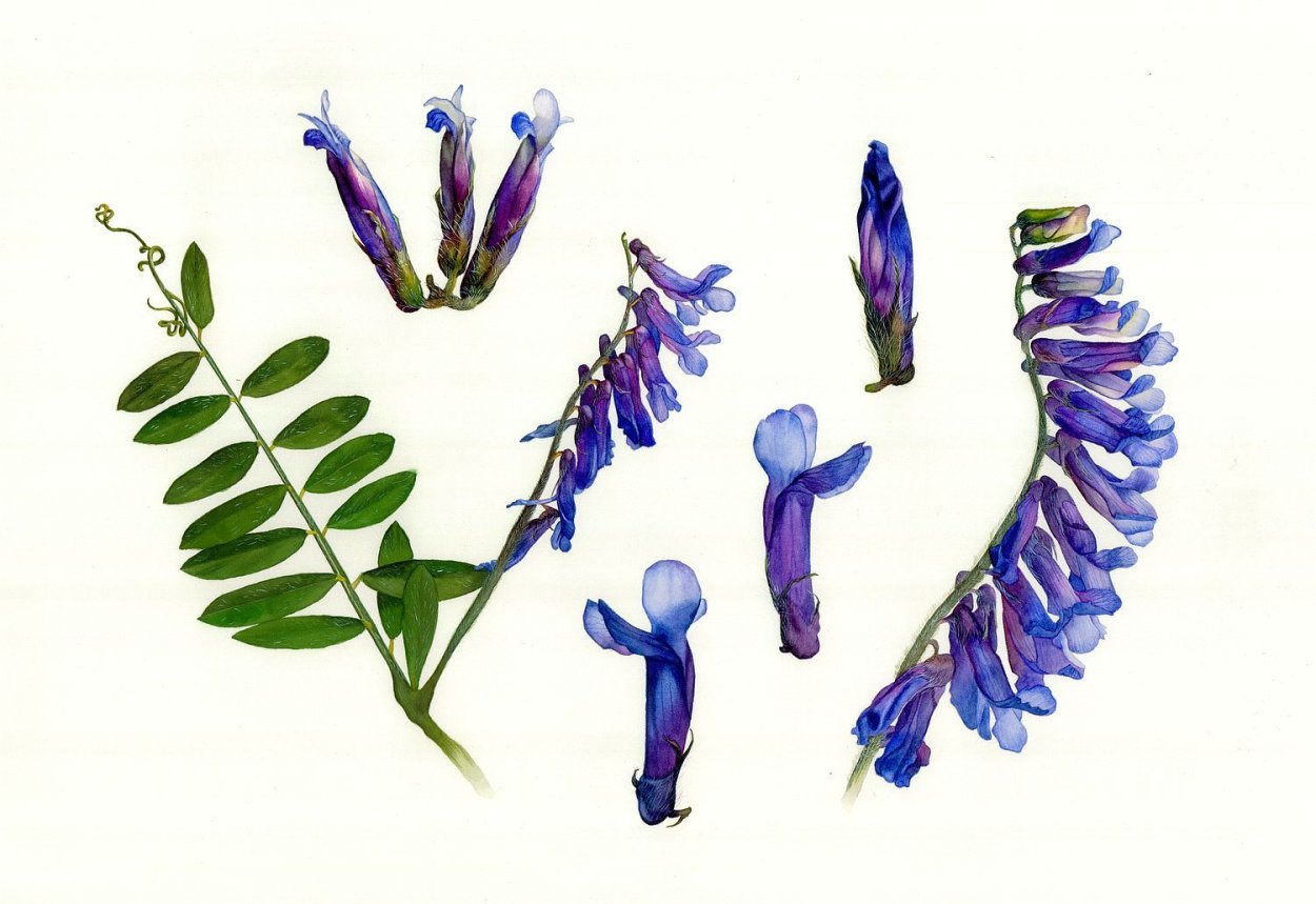 Горошек мышиный (Vicia cracca)