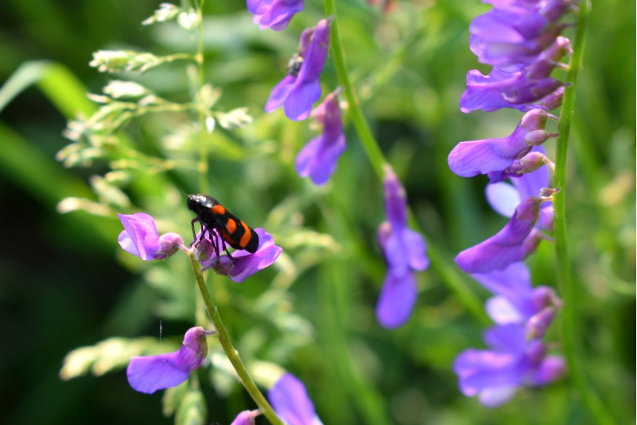 Горошек мышиный (Vicia cracca)
