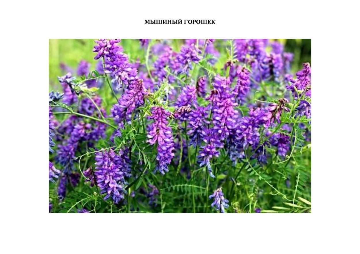 Многолетний мышиный горошек