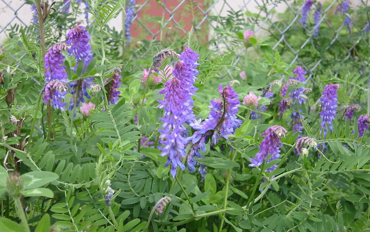 Горошек мышиный (Vicia cracca)