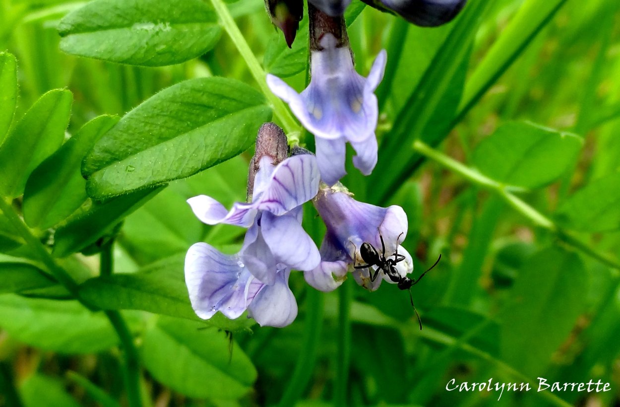 Горошек мышиный (Vicia cracca)