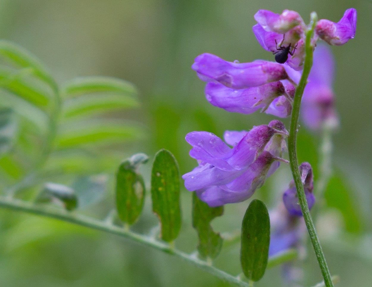 Горошек мышиный (Vicia cracca)