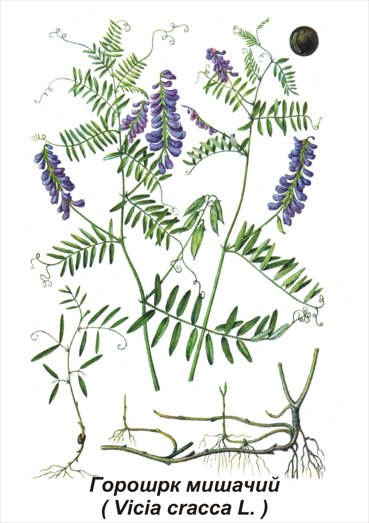 Горошек мышиный (Vicia cracca l.)