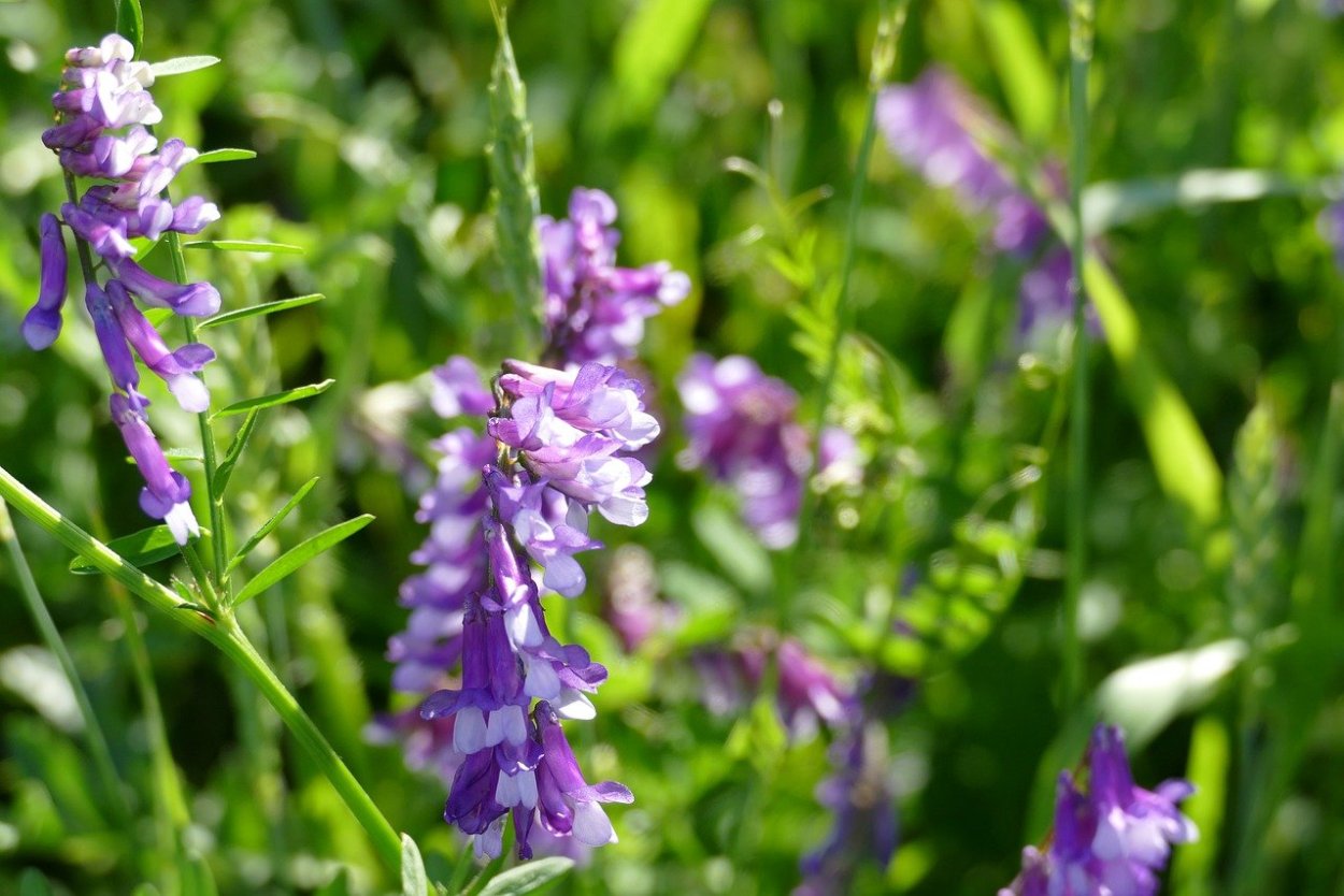 Вика Яровая (мышиный горошек) Vicia Sativa