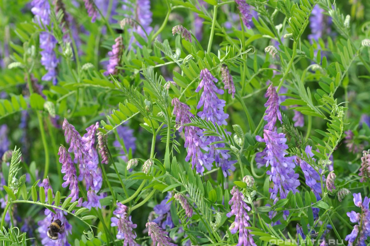 Горошек мышиный (Vicia cracca)