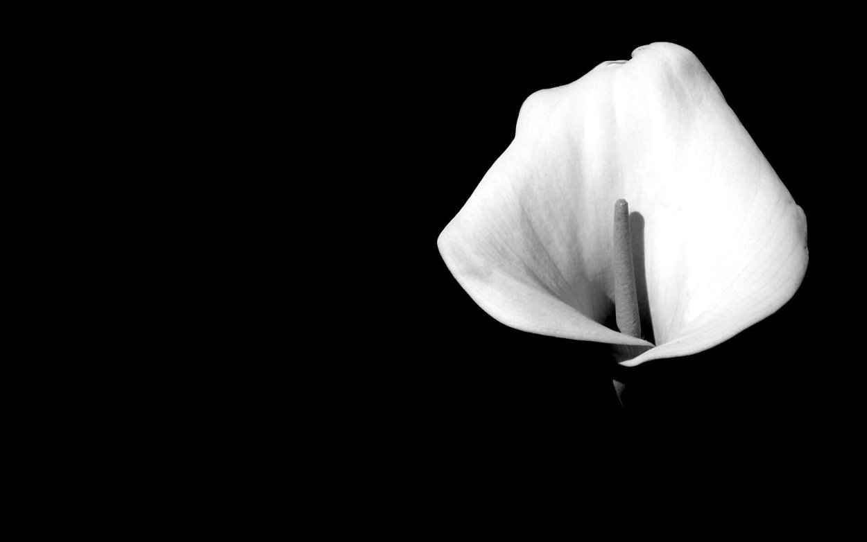 Arum Lily