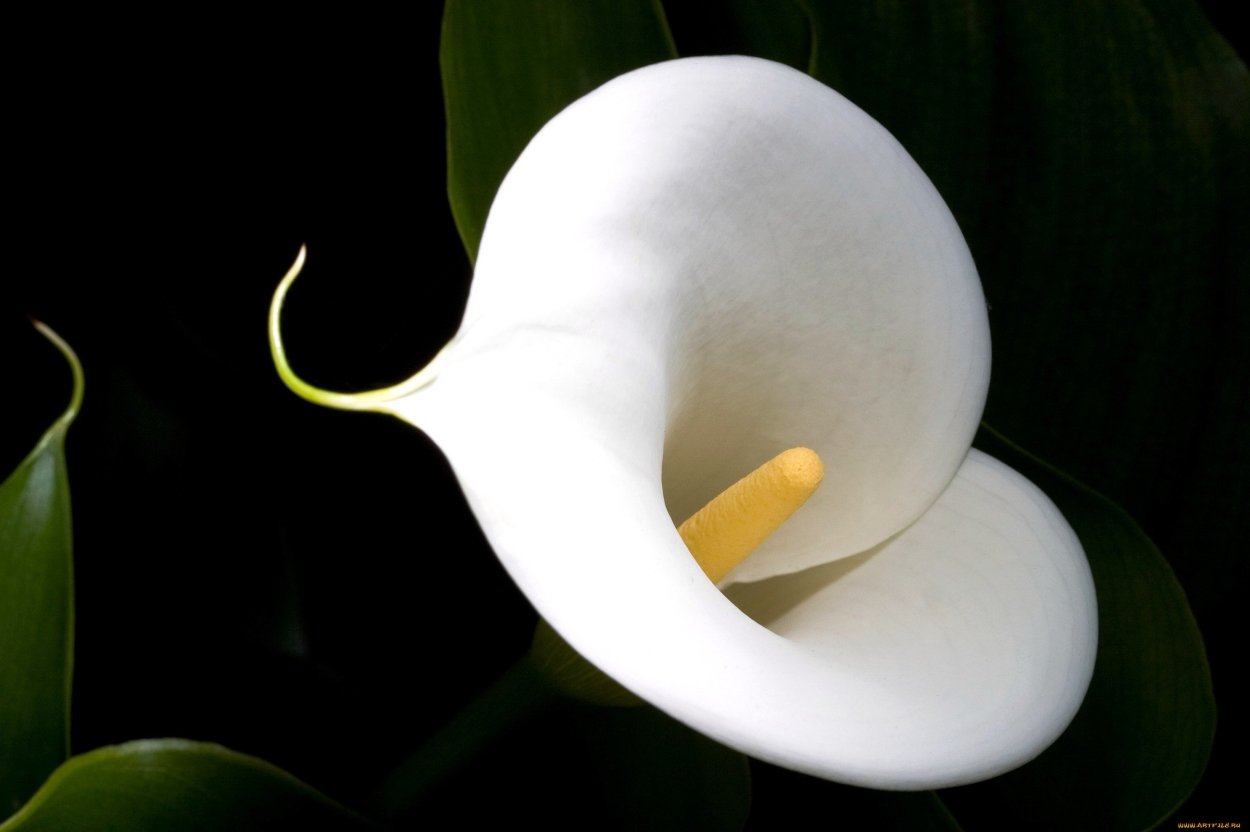 Calla Lily цветок
