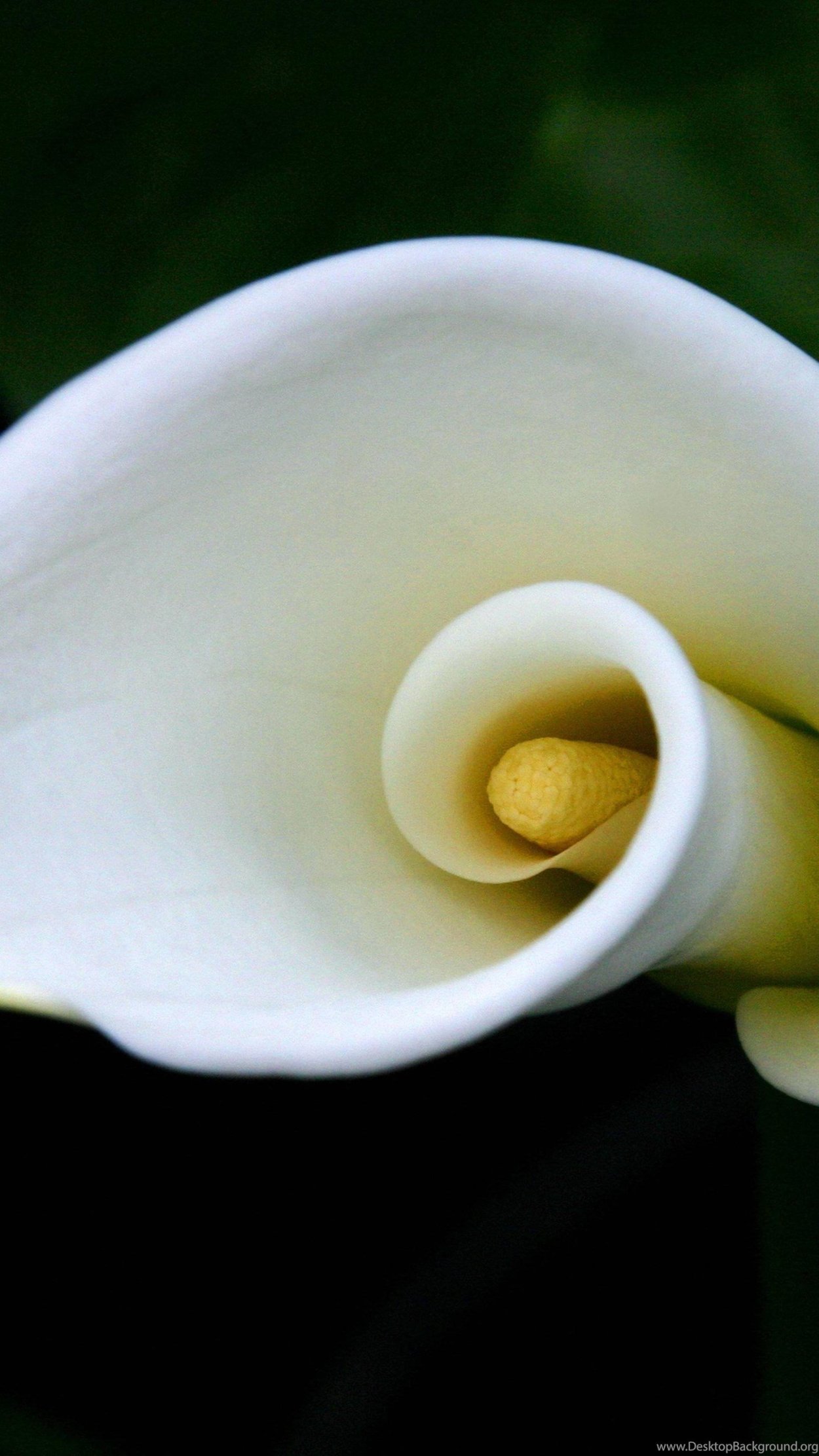 Calla Lily цветок листья