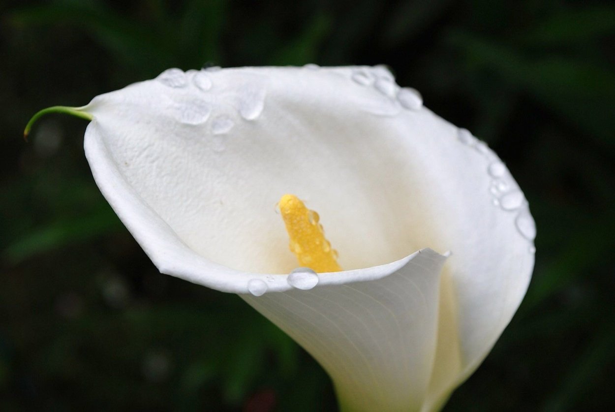Белый цветок с желтой тычинкой