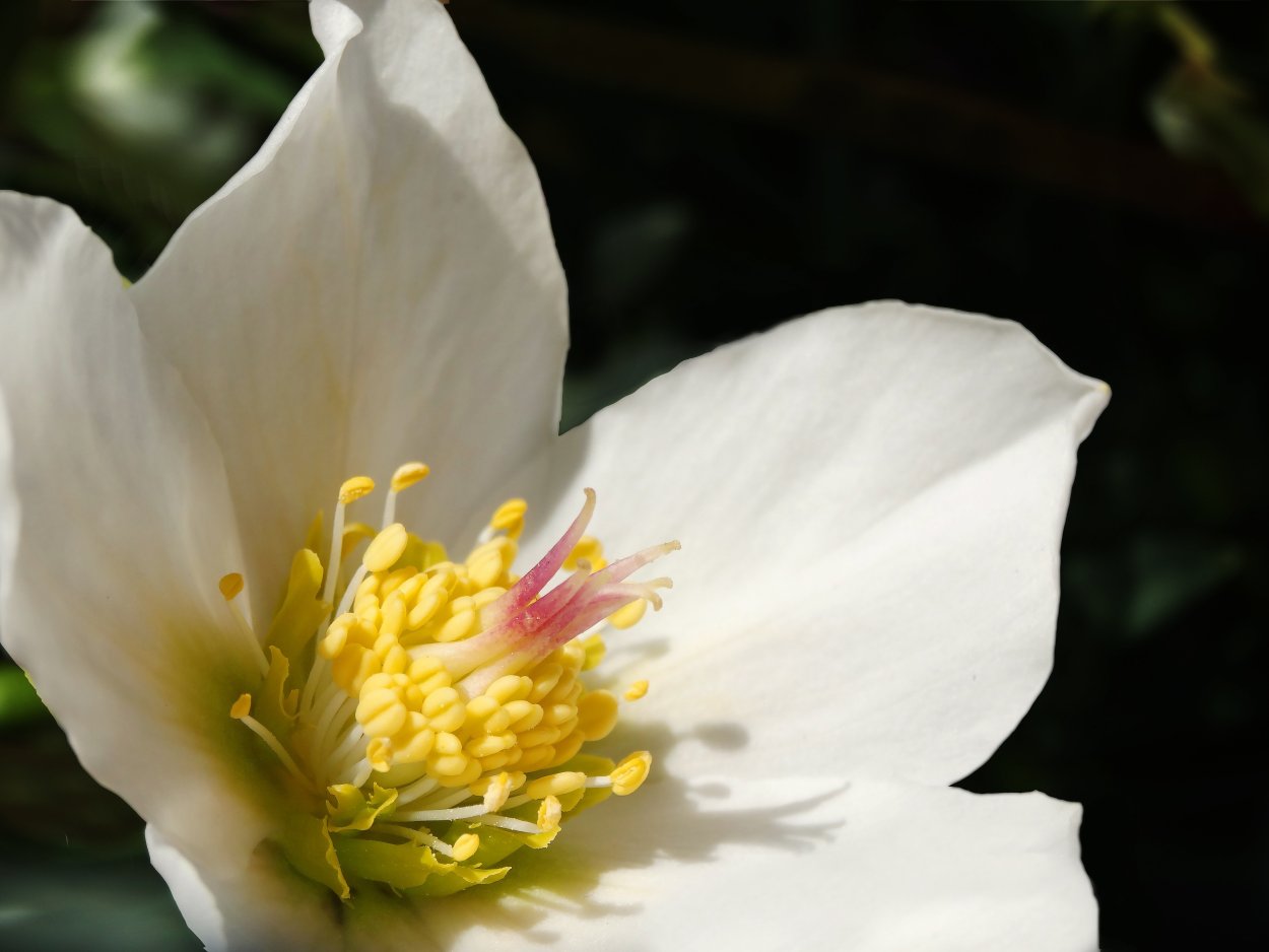 Цветы белые с желтым пестиком